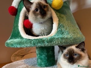 Ragdoll cats GCCF Ragdoll seal kittens, only 2 boys left - Advert 3
