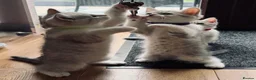 British Shorthair cats for sale: British shorthair kittens - Advert 16