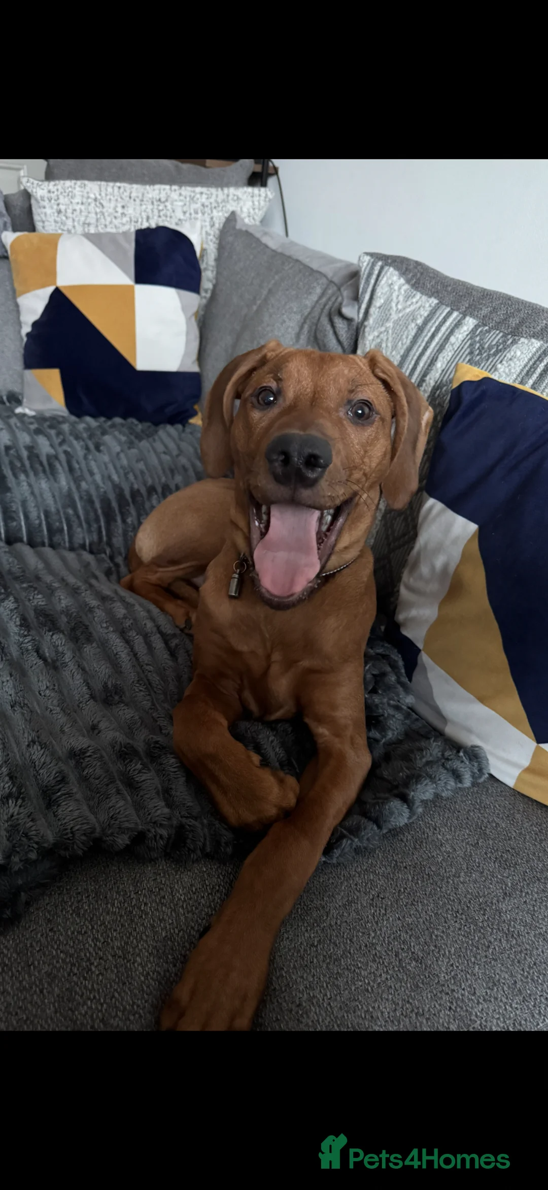 Rhodesian Ridgeback dogs for sale: KC registered Rhodesian Ridgeback (male) in Gateshead - Advert 2