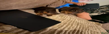Miniature Dachshund Puppy 1