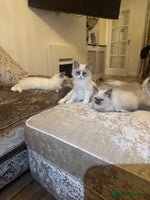 Ragdoll cats - Advert 4