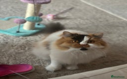 British Longhair cats for sale: 💝 Beautiful Tiger Lily 💝💎🏆 - Image 3
