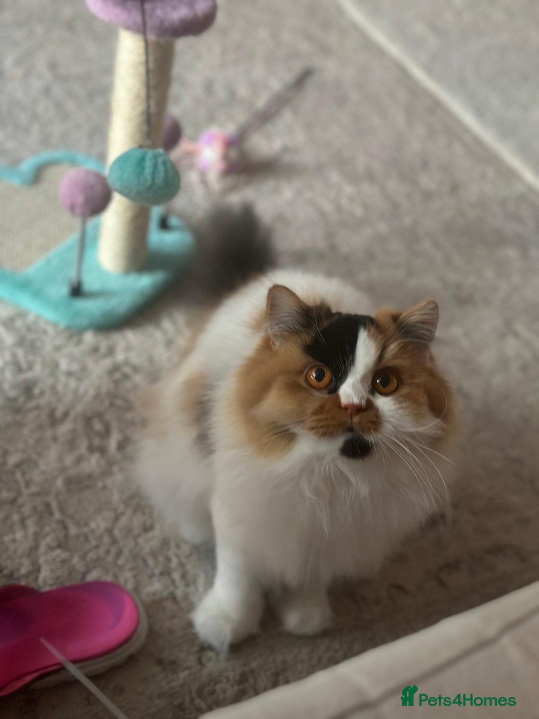 British Longhair cats for sale: 💝 Beautiful Tiger Lily 💝💎🏆 - Image 3