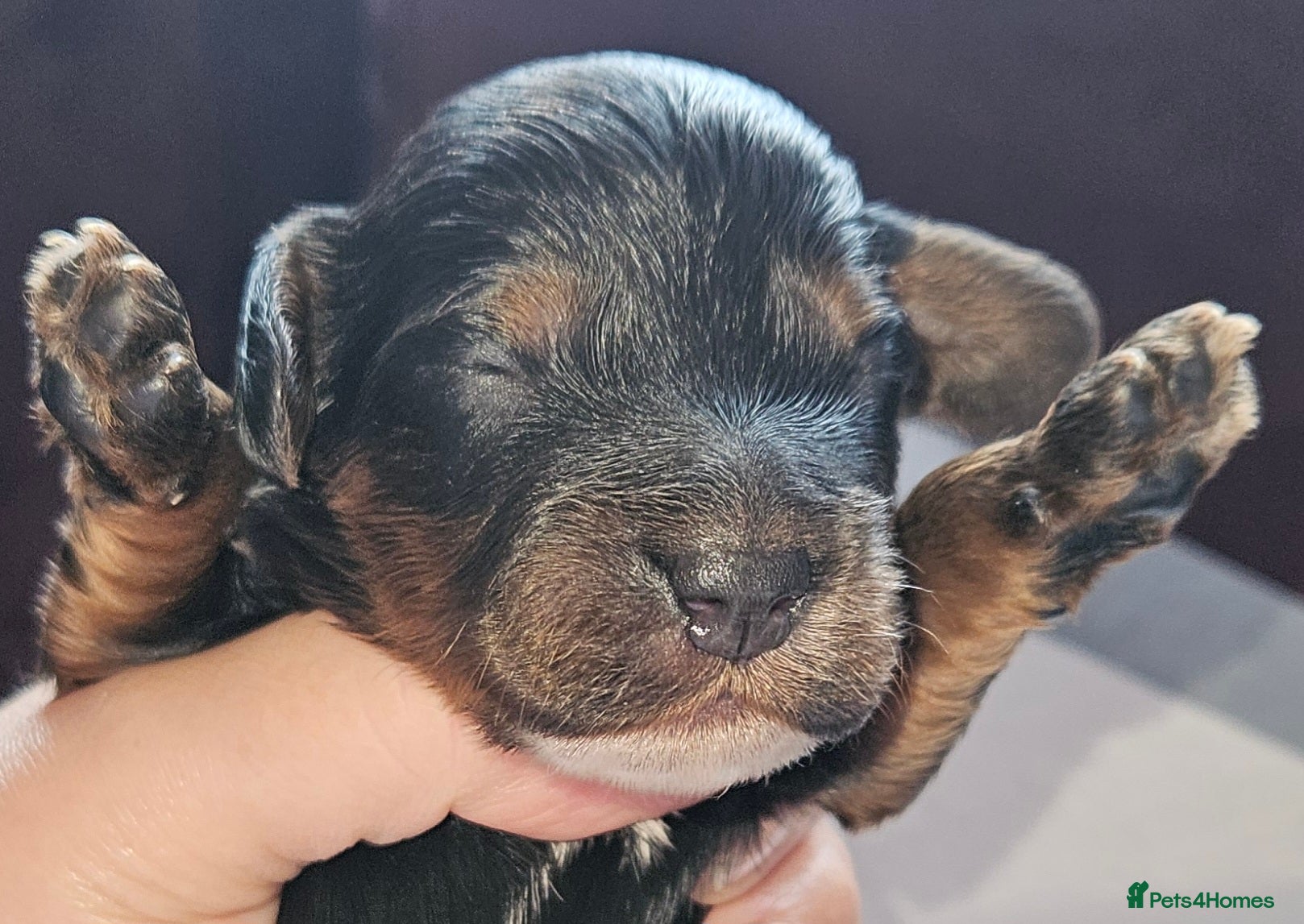 Cockapoo dogs Licensed breeder Show cockapoo litter! BOYS ONLY  - Advert 12