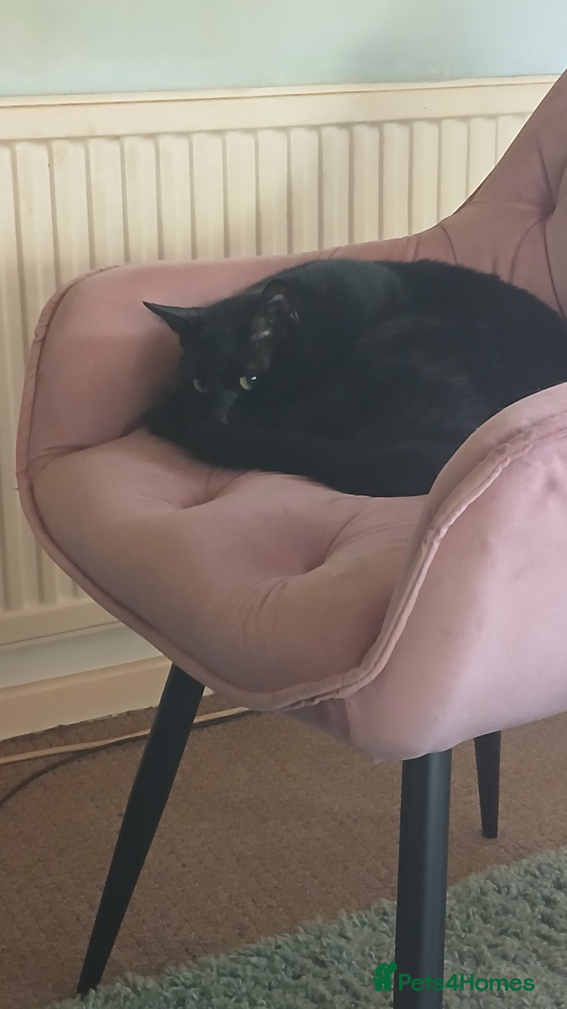 Mixed Breed cats for sale: 2 beautiful cats for sale  - Advert 5