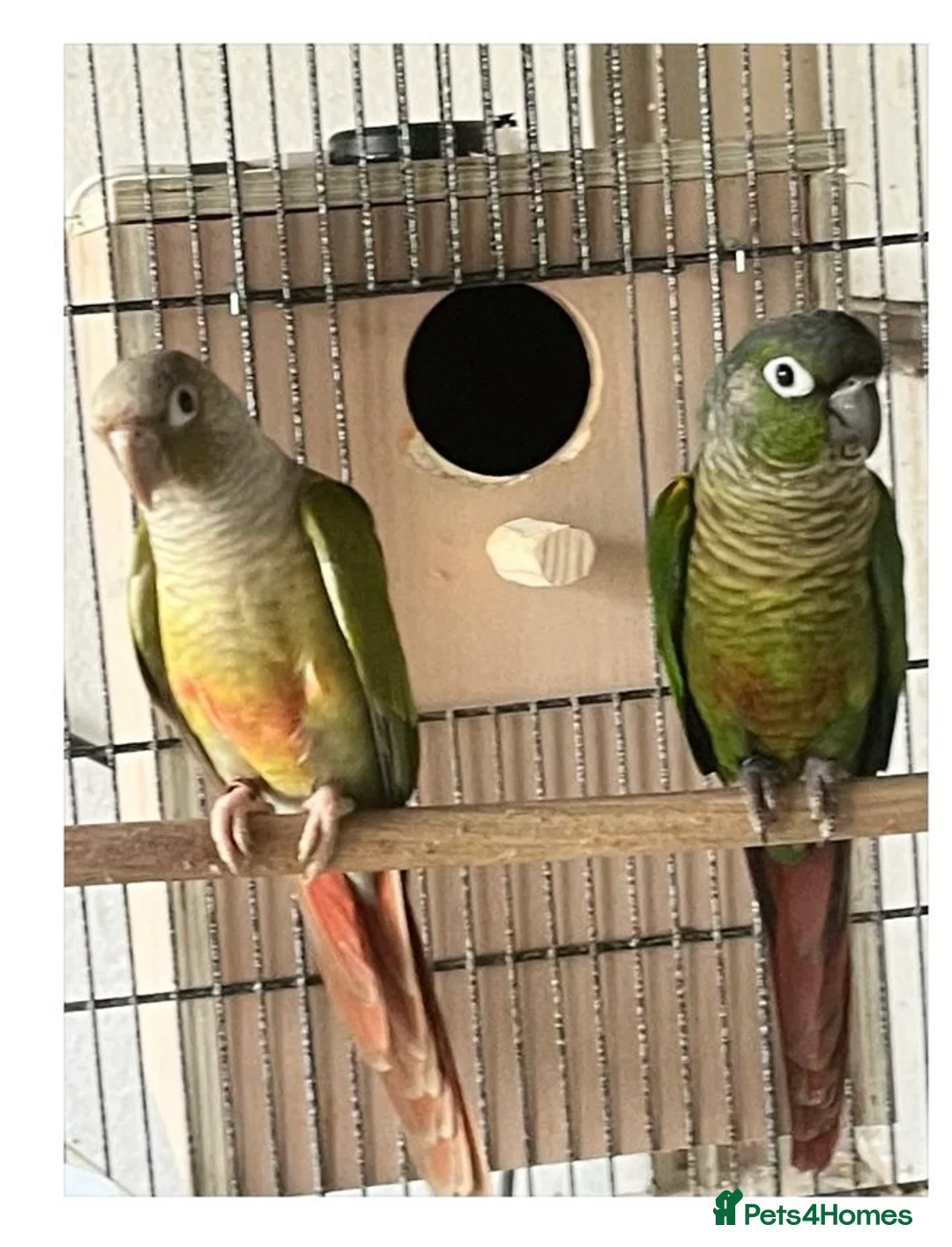 Conures birds for sale: Proven Pair of Green Cheeked Conures  - Advert 1