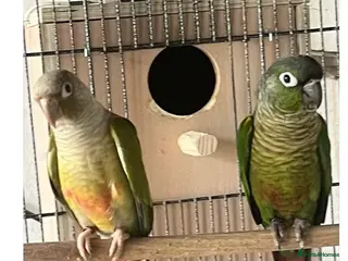 Conures birds Proven Pair of Green Cheeked Conures - Advert 4