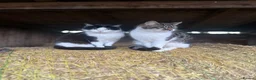 Mixed Breed cats for sale: Two beautiful kitten left - Advert 3