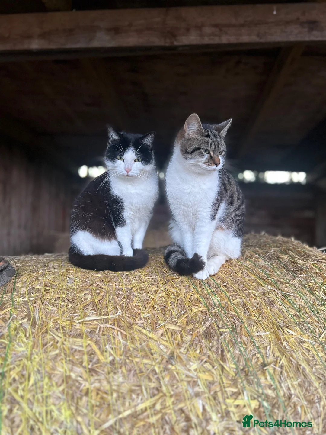 Mixed Breed cats for sale: Two beautiful kitten left - Advert 3