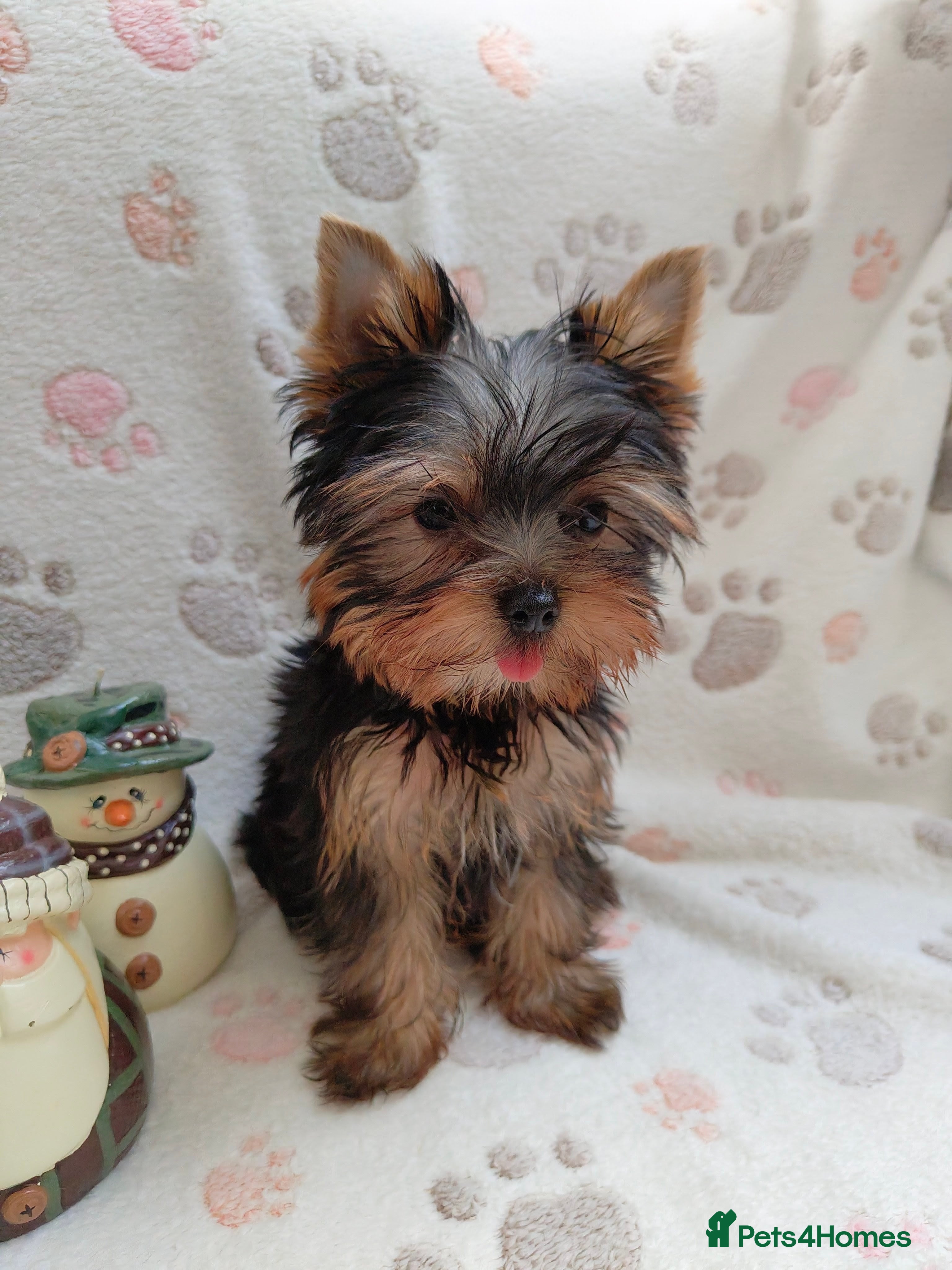 Yorkshire Terrier dogs Girl,KC reg, 18 champions bloodline - Advert 6