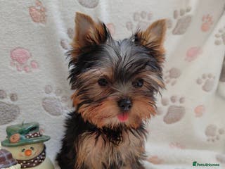 Yorkshire Terrier dogs Girl,KC reg, 18 champions bloodline - Advert 3