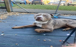 Staffordshire Bull Terrier dogs for stud:  Blue - Image 3