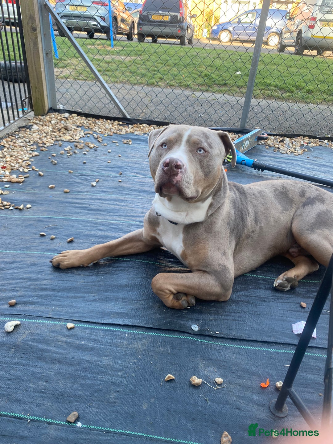 Staffordshire Bull Terrier dogs for stud:  Blue - Image 3