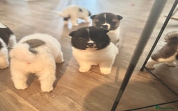 Akita dogs for sale: Quality Family Raised American Akita Puppies - Image 13