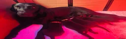 Labrador Retriever dogs for sale: FTCH KC Labrador puppies - Advert 10
