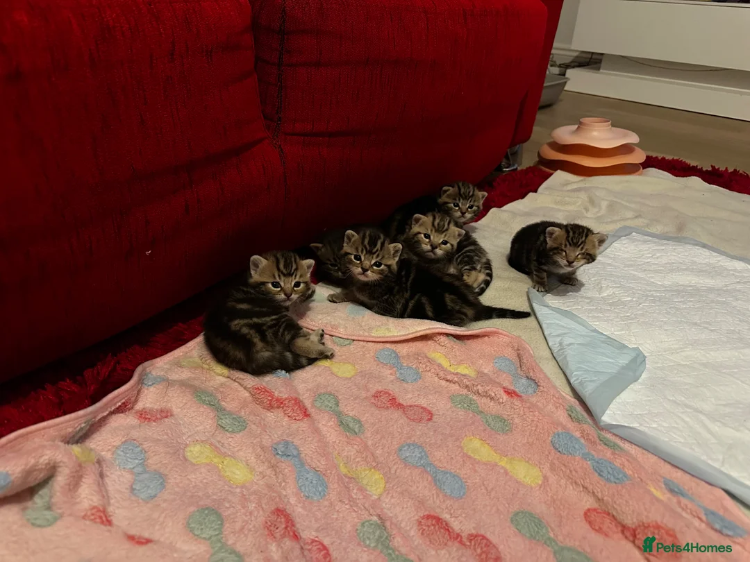 Mixed Breed cats for sale: Beautiful Tabby Kittens Looking for Loving Homes  in Dartford - Advert 1