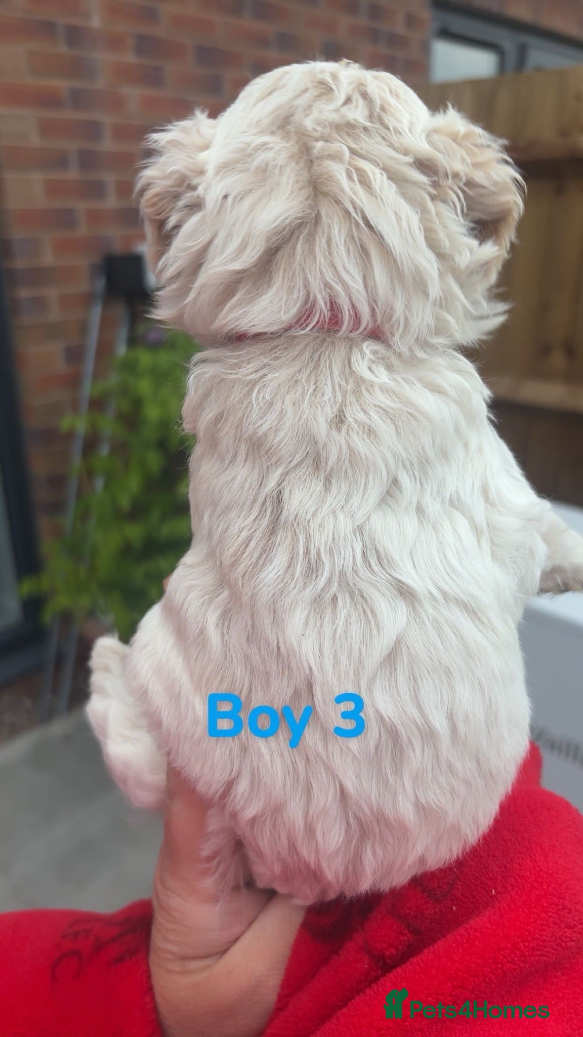 Mini Goldendoodle dogs  Beautiful Miniature golden puppies puppies ready - Advert 2