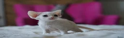 Devon Rex cats for sale: ❤️ Pure Line Devon Rex Kittens Available ❤️ - Advert 35