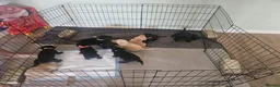 Labrador Retriever dogs for sale: Beautiful Labrador Retriever Puppies  - Advert 4