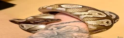 Python Snake reptiles for sale: Mojave Ball Python - Advert 1