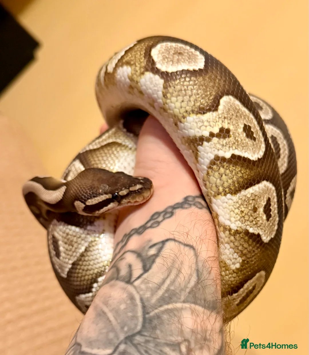 Python Snake reptiles for sale: Mojave Ball Python - Advert 1