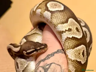 Python Snake reptiles Mojave Ball Python - Advert 6