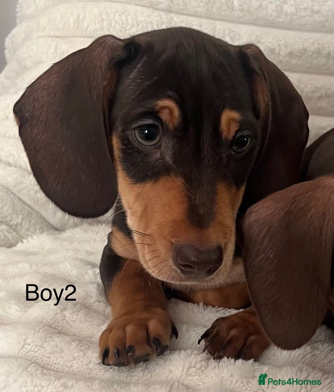 Miniature Dachshund dogs for sale: Gorgeous miniature dachshunds  - Image 5