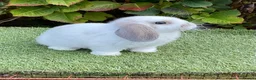 Mini Lop rabbits for sale: Pure bred mini lop . - Advert 3
