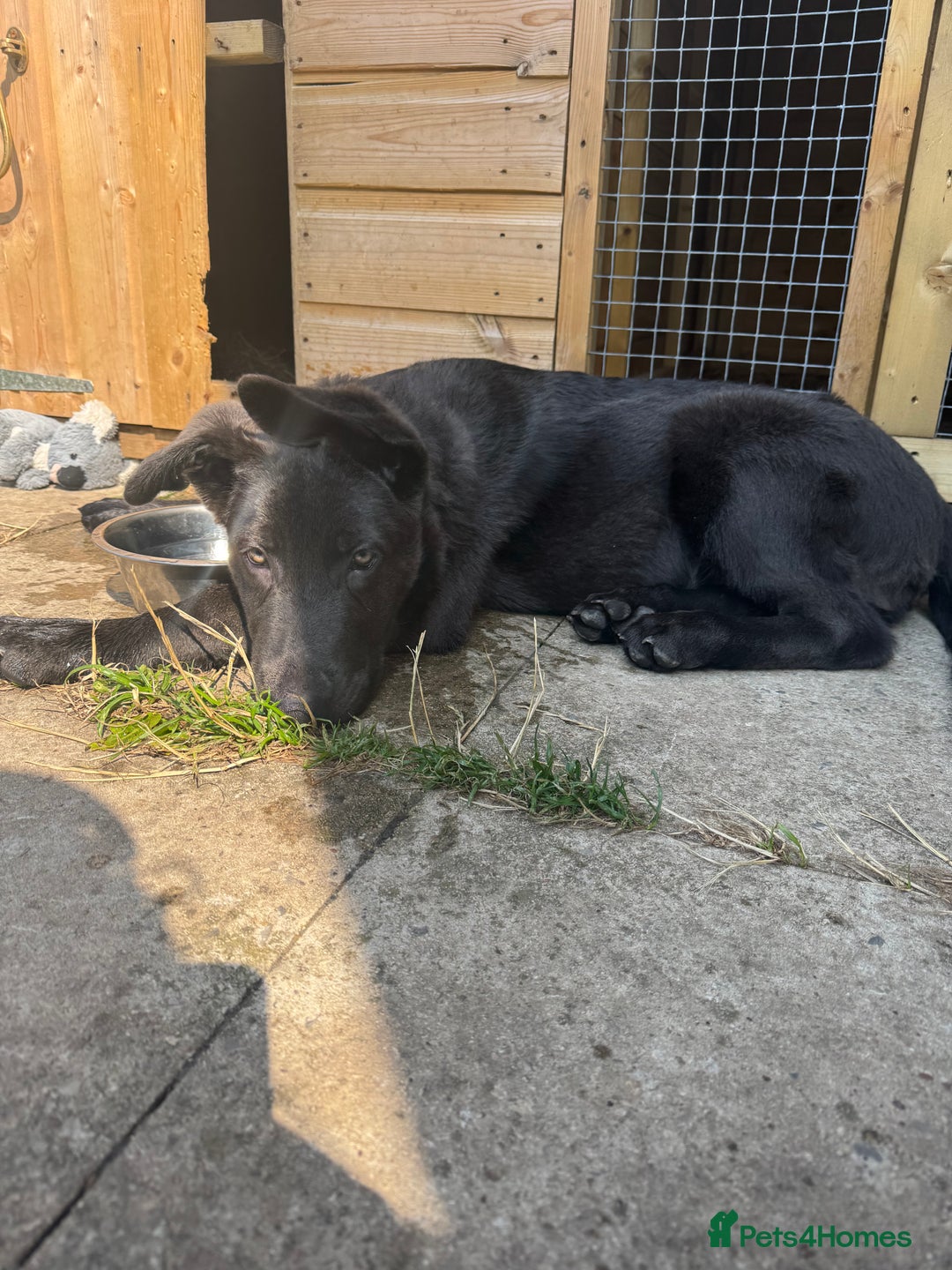 German Shepherd dogs for sale: Male German shepherd puppy  - Image 5