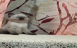 Ragdoll cats for sale: Cute ragdoll🌹🤎 - Image 16