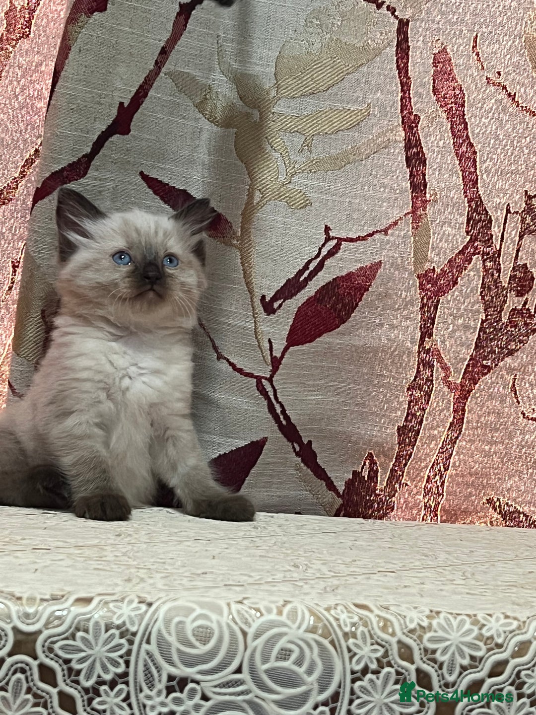 Ragdoll cats for sale: Cute ragdoll🌹🤎 - Image 16