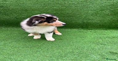 Australian Shepherd dogs Australia shepherd Kc puppies TWO LEFT  - Advert 14