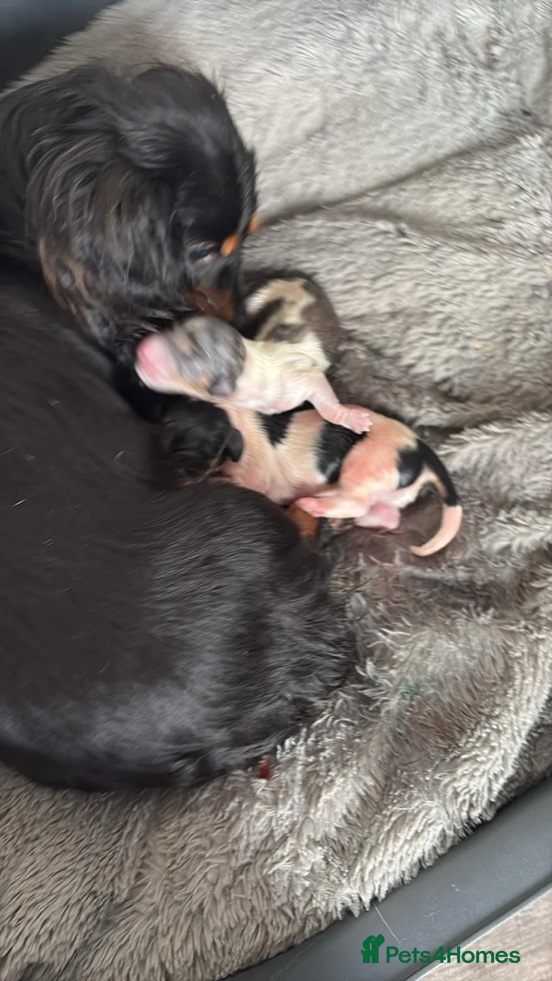Dachshund dogs for sale: Miniature long haired dachshund puppies - Advert 9