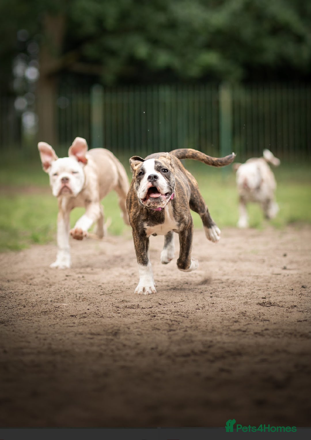 Old Tyme Bulldog dogs for sale: Puppy for sale  - Image 6
