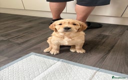 Golden Retriever dogs for sale: 💕 2 Golden Retriever Girls Left 💕 - Image 2