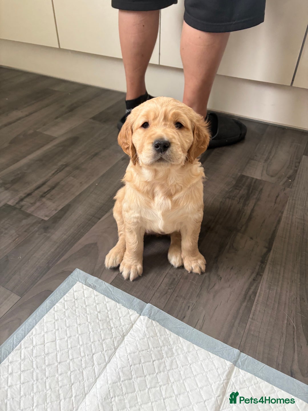 Golden Retriever dogs for sale: 💕 2 Golden Retriever Girls Left 💕 - Image 2