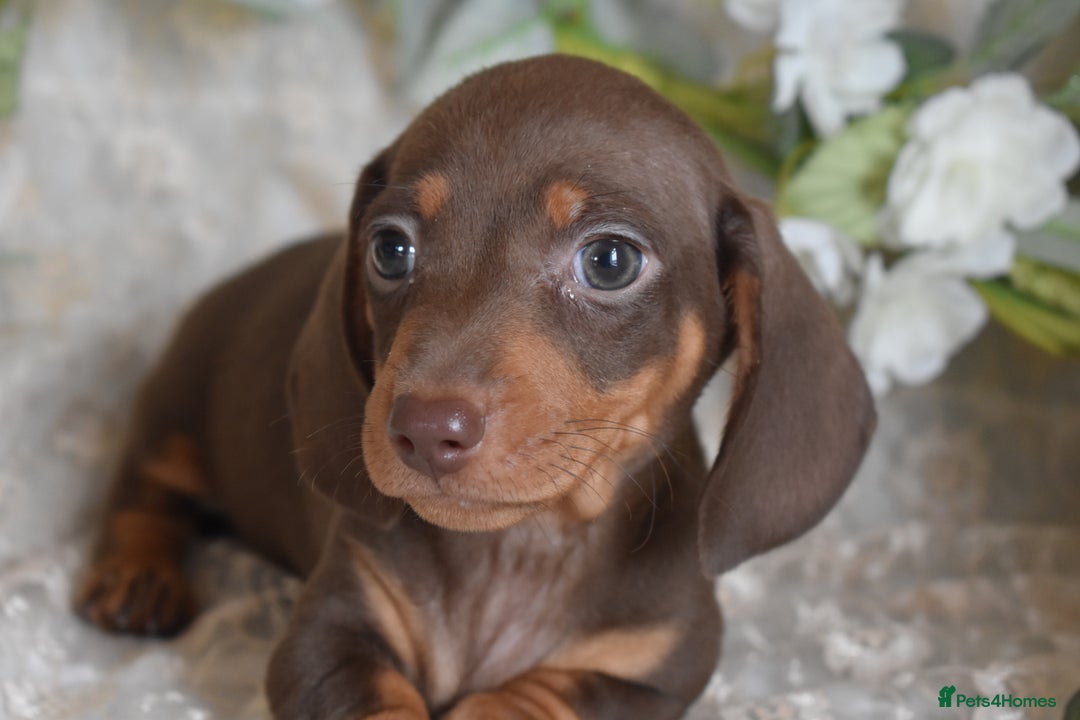 Miniature Dachshund dogs for sale: KC Smooth Coat Miniature Dachshund Puppies - Image 8