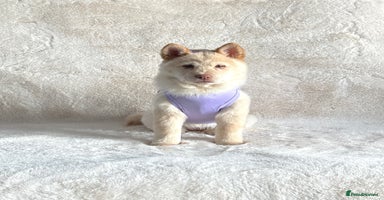 Mixed Breed dogs - Advert 5