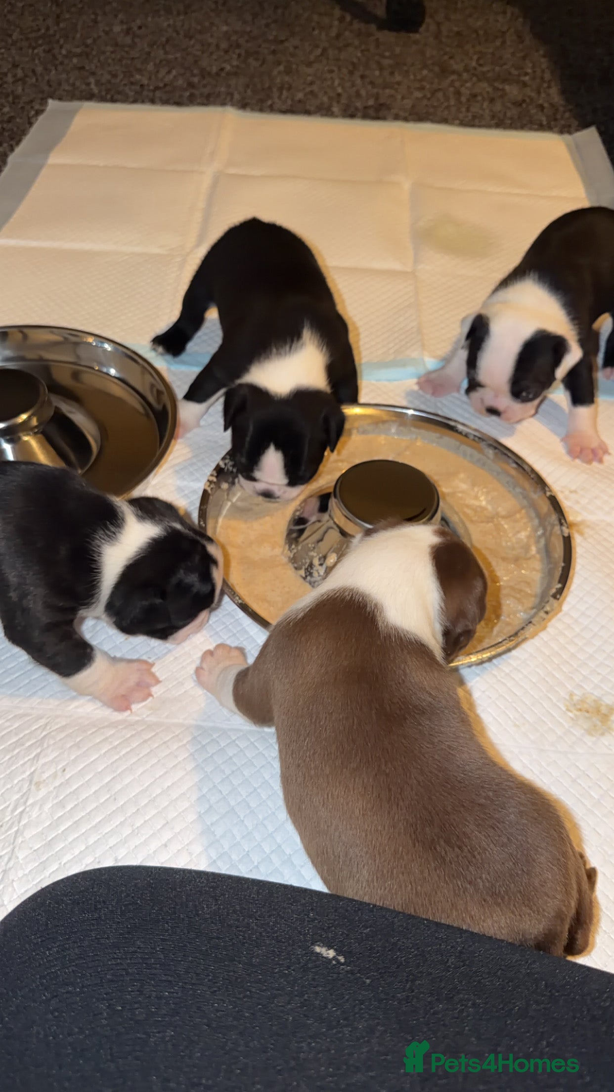 Boston Terrier dogs Quality Lines KC Registered Boston Terrier Puppies - Advert 2