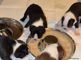 Boston Terrier dogs Quality Lines KC Registered Boston Terrier Puppies - Advert 2