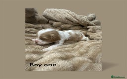 Cavapoo dogs for sale: ** RARE CAVAPOO PUPPIES DNA 🧬 CLEAR ** - Advert 3