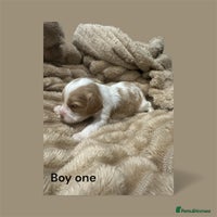 Cavapoo dogs ** RARE CAVAPOO PUPPIES DNA 🧬 CLEAR ** - Advert 3