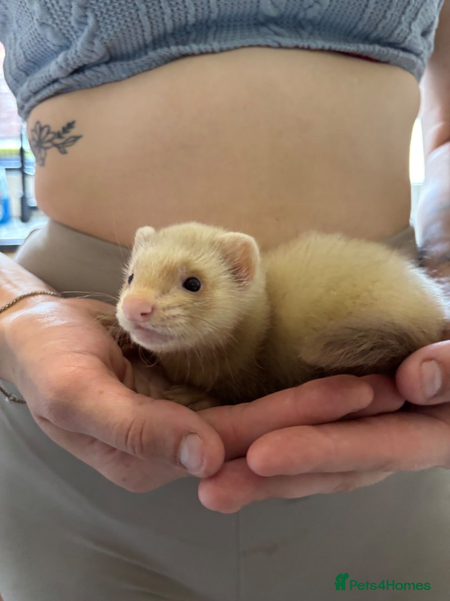 Ferret rodents 2 Jill kits  - Advert 24