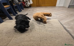 Labradoodle dogs for sale: F1 labradoodles - Image 13