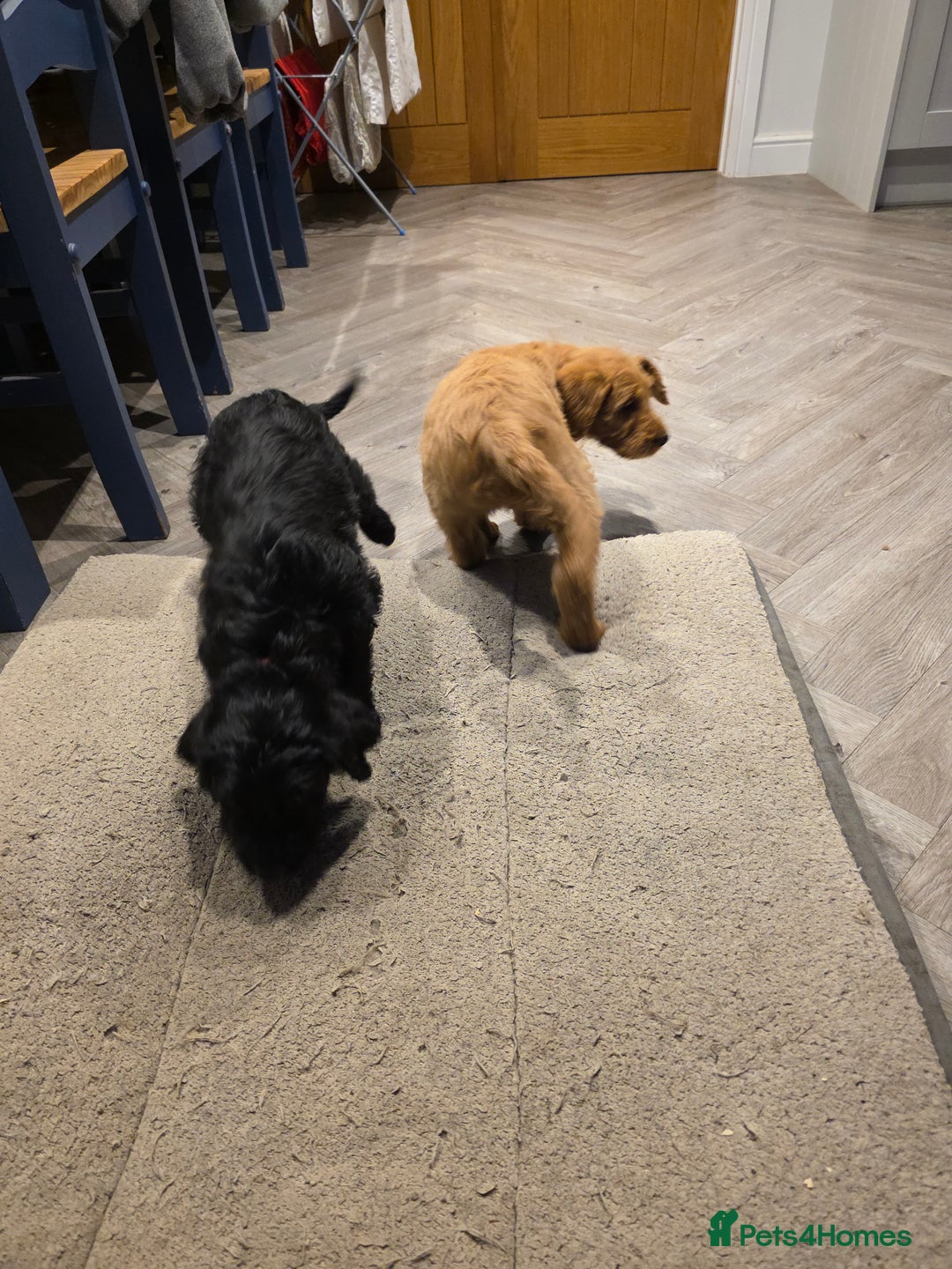 Labradoodle dogs for sale: F1 labradoodles - Image 13