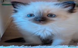 Ragdoll cats for sale: Ragdoll babies - Advert 1