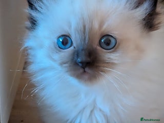 Ragdoll cats Ragdoll babies - Advert 2