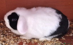 Mini Lop rabbits for sale: 2 Gorgeous Lop Rabbits - Image 3