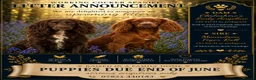 Cocker Spaniel dogs for sale: Quality KC Registered Working Cocker Spaniel Pups - Advert 1