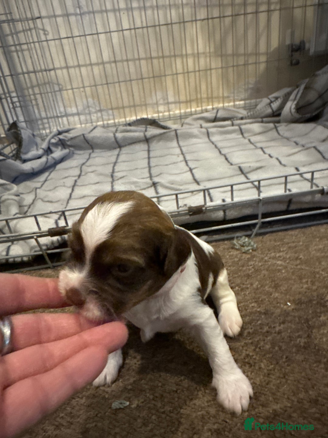 Mixed Breed dogs for sale: 8 Springer mix Puppies - Advert 13